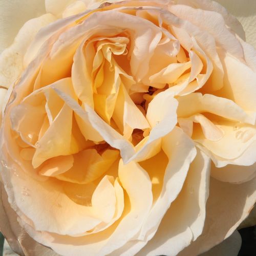 Růže online koupit v prodejně - Žlutá - Čajohybridy - středně intenzivní - Rosa  Topaze Orientale™ - Georges Delbard - Vzrůstem bude mohutný keř proto je vhodné vysazovat ji do záhonů dozadu jako pozadí.